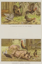 Cenas do Pátio (chromolitho)